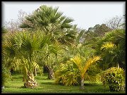   palmy všeho druhu 